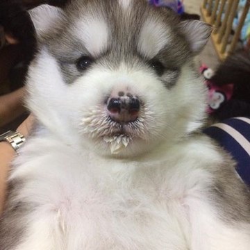 Kira Kung
