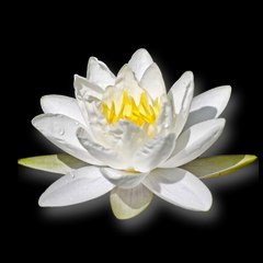RituelMagieBlanche