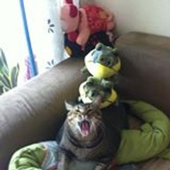 Neko^^ Meow Meow