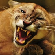 Juju Espírito Santo