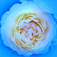 BleuPeony