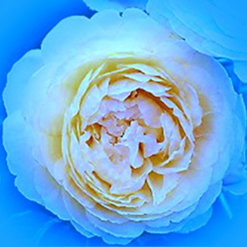 BleuPeony
