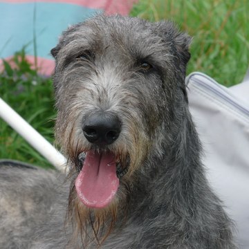 Irish Wolfhound duchrystaldossian