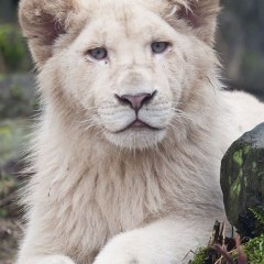 Ghulamqadir01