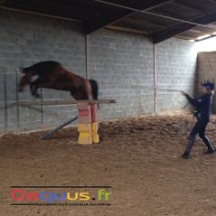 Vis ma Vie de Cheval - Ecole des bipèdes