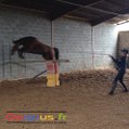 Vis ma Vie de Cheval - Ecole des bipèdes