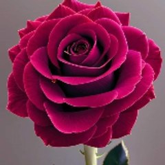 Shahid Mehmood