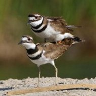 Khoa học kỹ thuật và giải trí hài hước