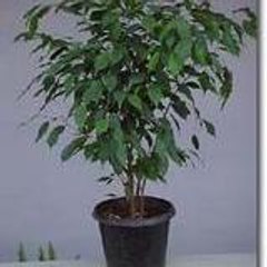Ficus