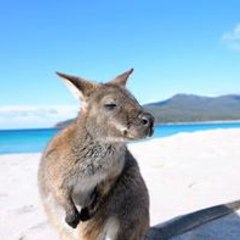 Terra Australis
