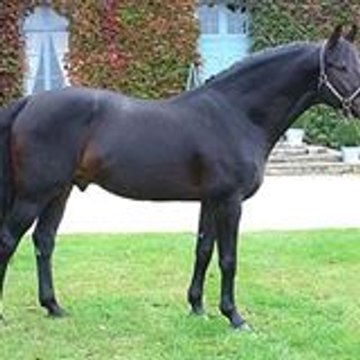 Cheval Sur Mesure Chantilly