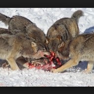 rainbow rogue cultivation phenosmith