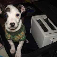 JESSE Y JOY FAN