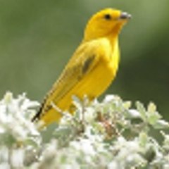 Adrewwilson4