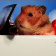 The Talking Hamster