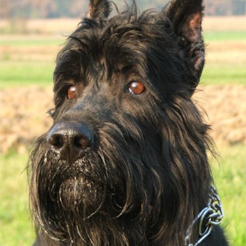 Franc Vodnik
