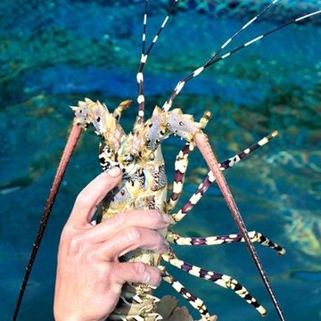 Hải Sản Tươi Sống