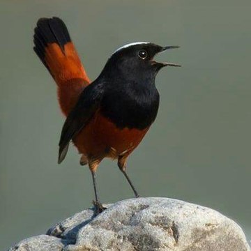 Angle queto enterteinment