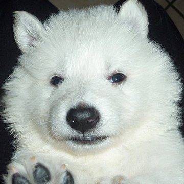 Leschaletsdefrance Line