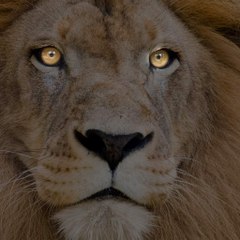 FUROUSKING