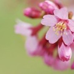 hikoukikumo