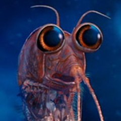 Krill
