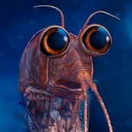 Krill
