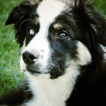 Gus des Abers