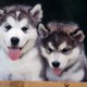 Alaska movies