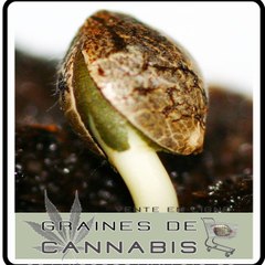 graines-de-cannabis