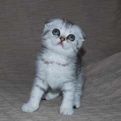 Elly ElliesCats
