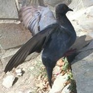 Françoise Cataudella