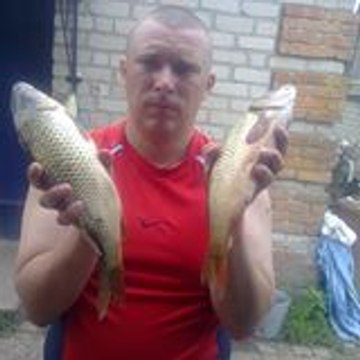 Dalomber Krava