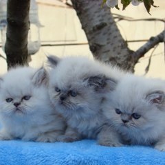 Denizkizipet