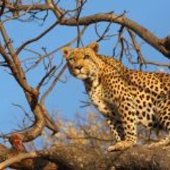 Safari And Beach Holidays