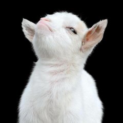 Smug GOAT production