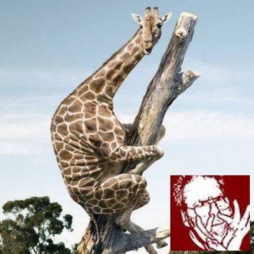 Papynounours