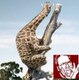 Papynounours
