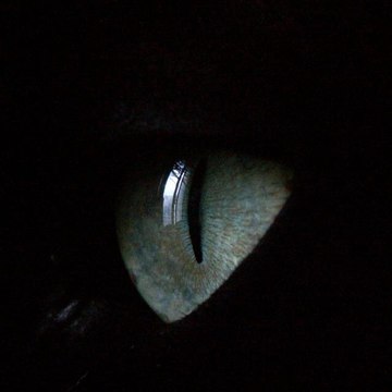 Ocularis