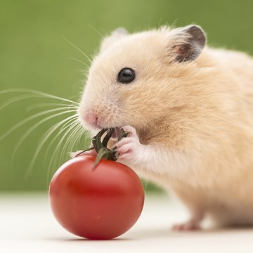 Tinyhamster