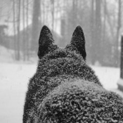 Solomon Wolf＃譯視‧傳思