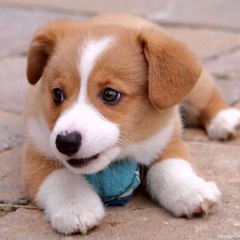 Dog Vines