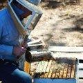 Bee Removal Lakeland Florida