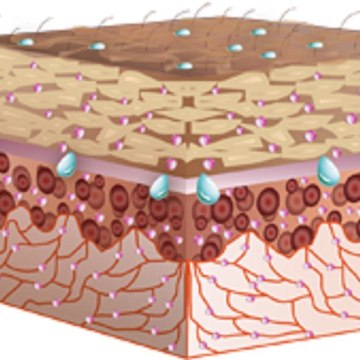 Best Phytoceramides