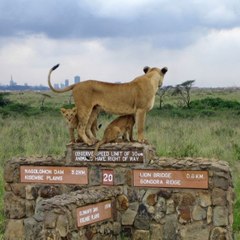 Wanyamaafricasafari