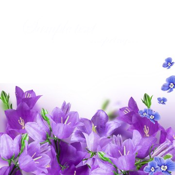 Harel Colted